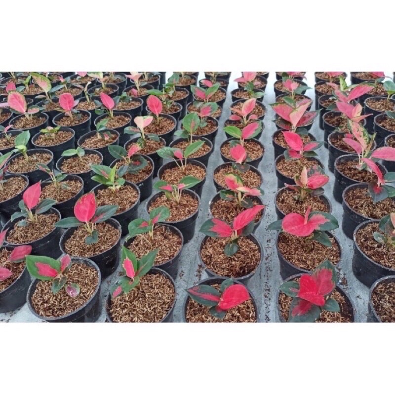 sale tanaman hias anakan suksom jaipong super / anakan aglonema suksom jaipong