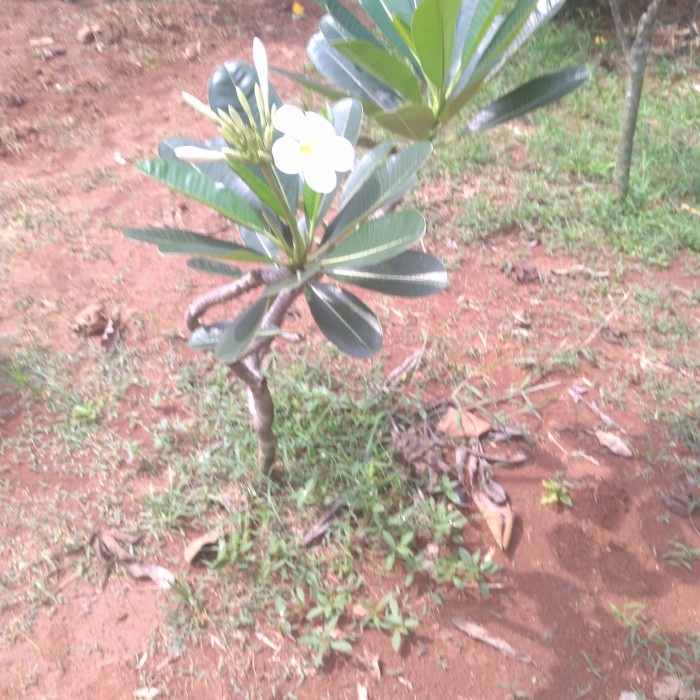 pohon bunga kamboja bunga putih salju tinggi 1 meter