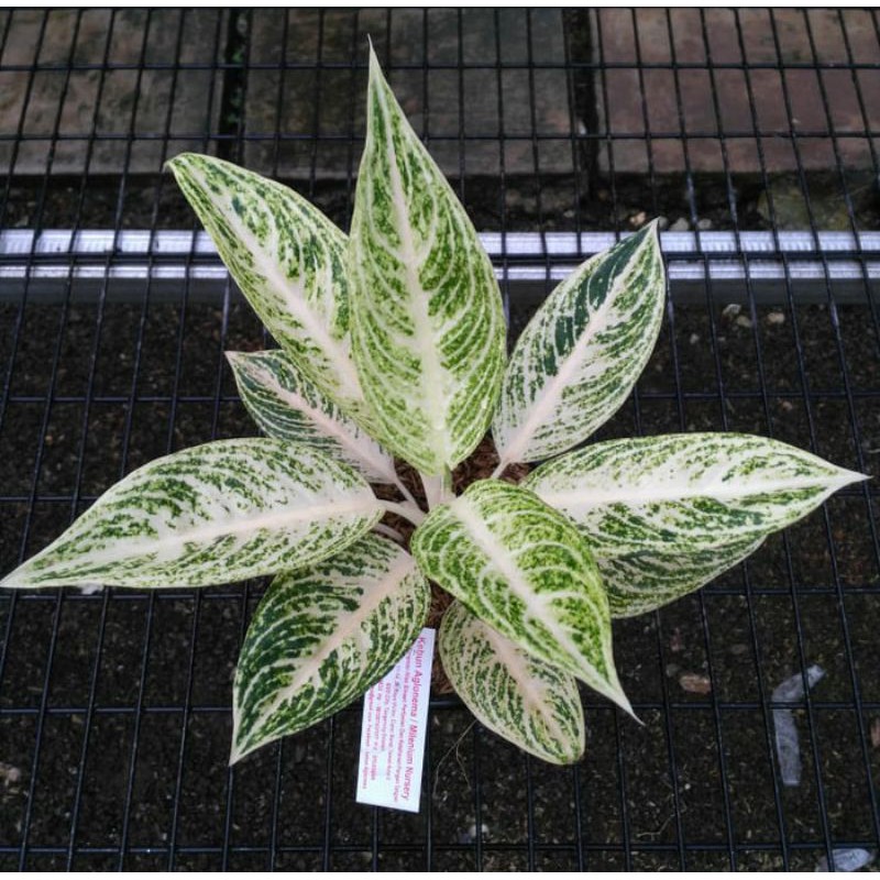 Tanaman hias aglonema legacy putih /bonggol aglonema legacy putih