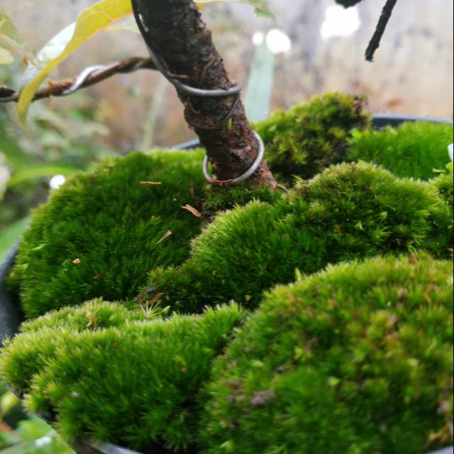 Lumut hidup /forrest Moss / lumut untuk bonsai