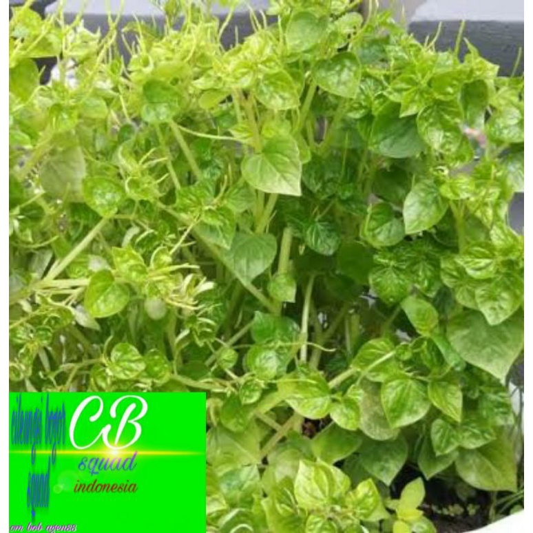 

Daun Suruhan cina 100gram