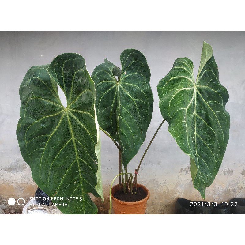 Kuping Gajah Magnificum Verde  Daun Jumbo