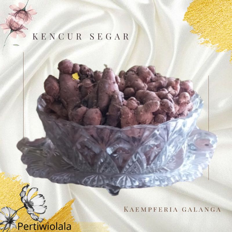 

Kencur Segar 1 kg Cikur Super Full Tua 1kg