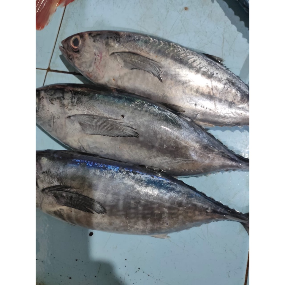 

Ikan Tongkol Baby