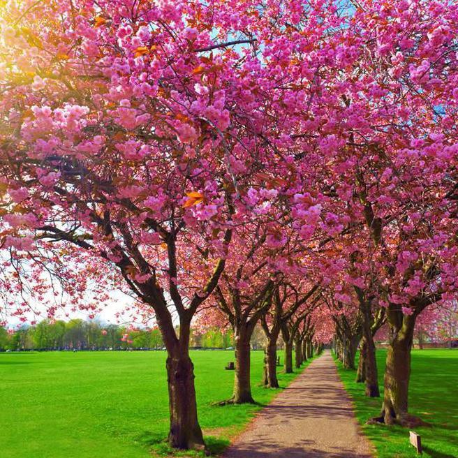 Wallpaper Dinding 3D Custom Murah Berkualitas Gambar Bunga Sakura2 Yolansya12