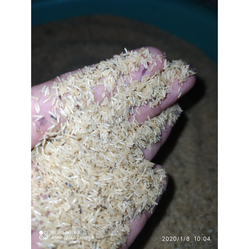 TELUR JANGKRIK ALAM KUALITAS SUPER / BIBIT JANGKRIK MBERING