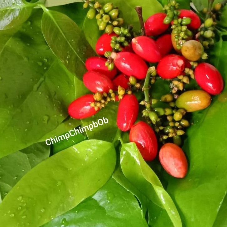 

MELINJO SEGAR 250 GRAM / BLINJO / MLINJO / GNETUM GNEMON NUTS FRESH