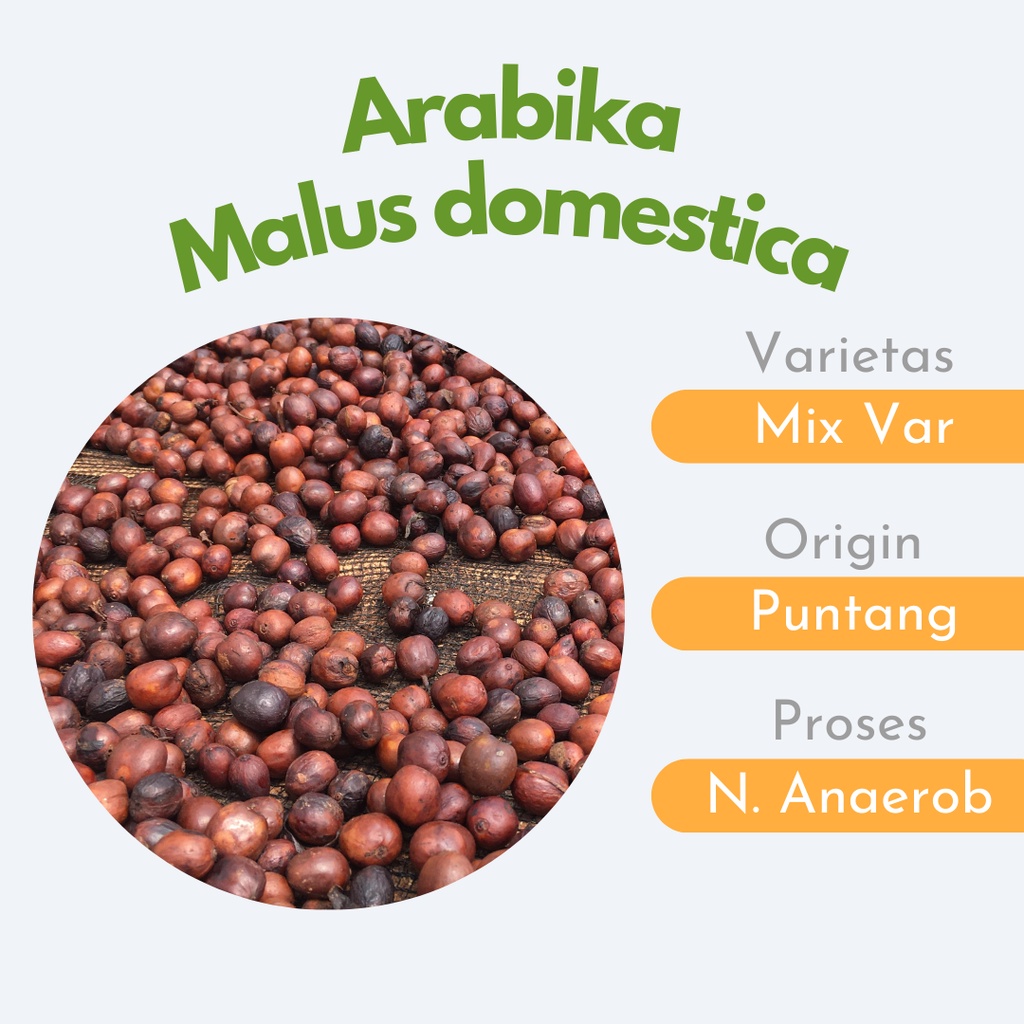

Green Bean / Biji Kopi Arabika Malus domestica Proses Natural Anaerobic Origin Puntang - TERPADU COFFEE