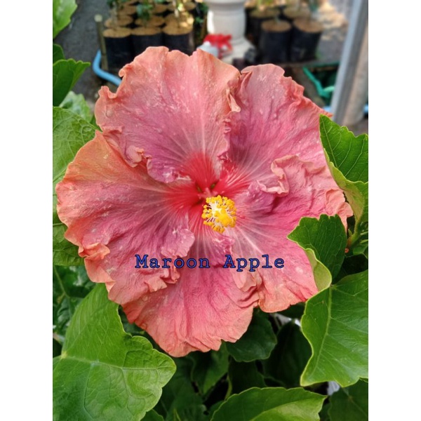 Bibit Hibiscus Maroon Apple