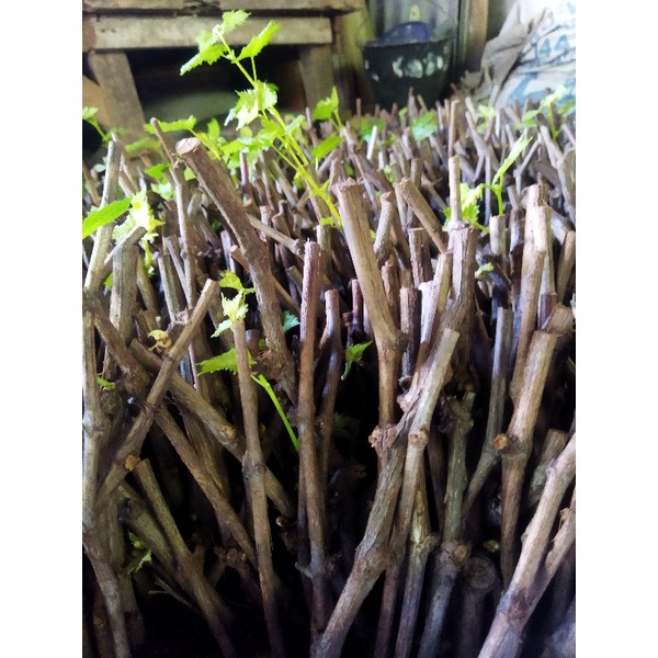 cutting anggur alfonso sudah berakar/kalus