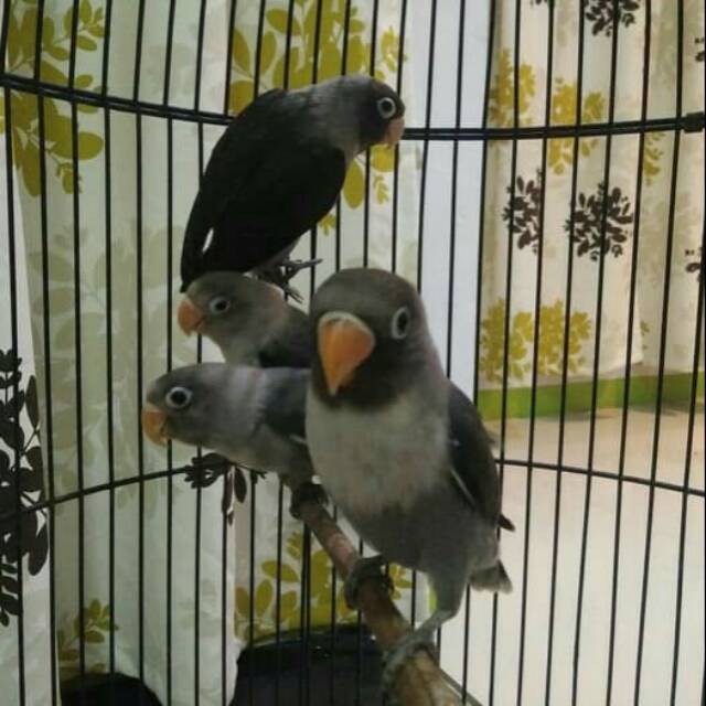 Love bird batman balibu (paud)