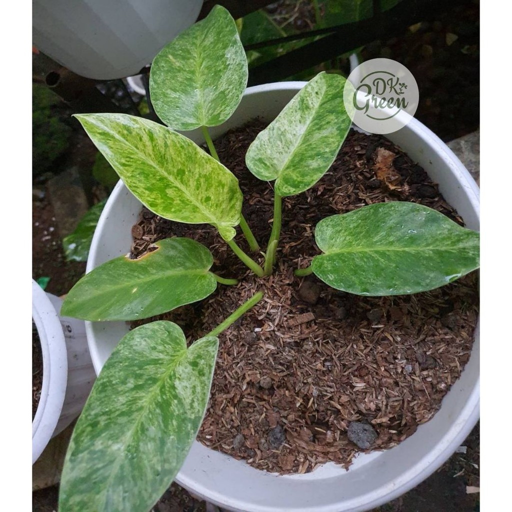 Tanaman Philodendron - Philo Marble Varigata