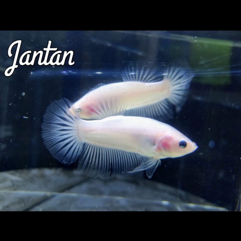 

Cupang Cello-Jantan Betina