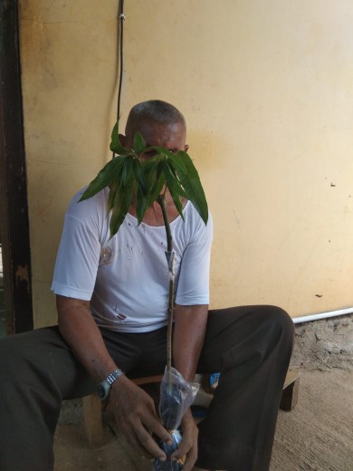 Bibit Buah Mangga Chokanan Supermurah