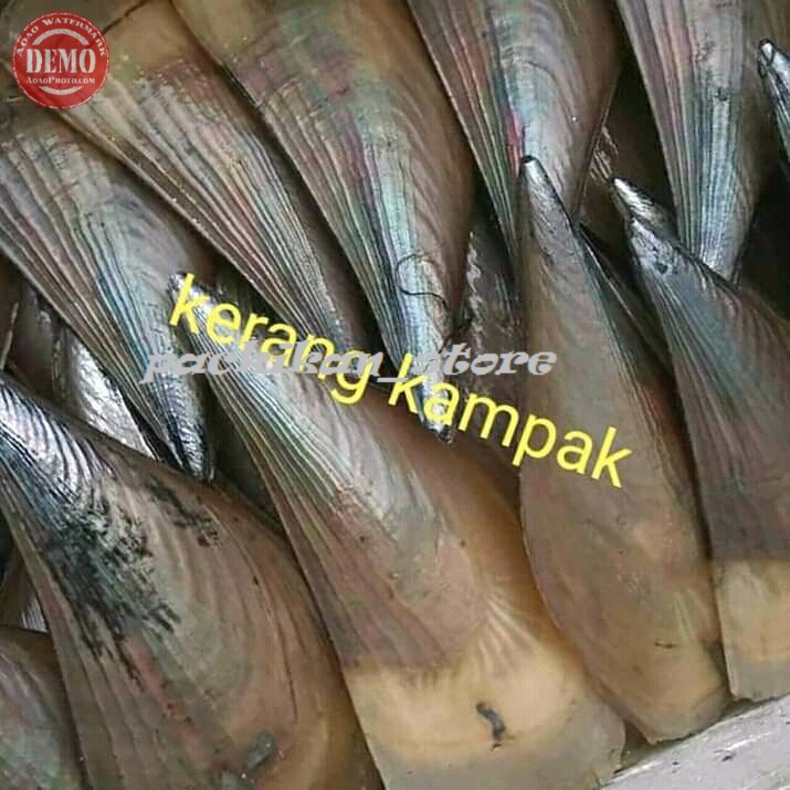

Kerang Kapak Hidup Live Seafood Segar