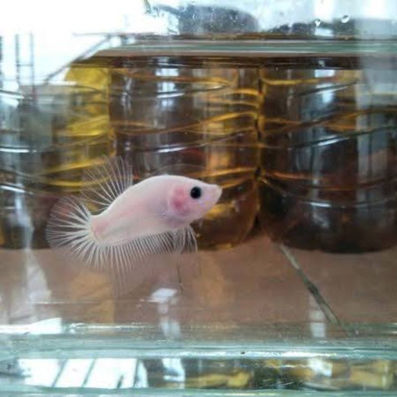 cupang Cello line nemo, nemo galaxy,koi, koi galaxy grosir petani