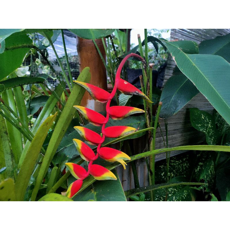 Bonggol pisang pisangan heliconia rostrata tanaman taman
