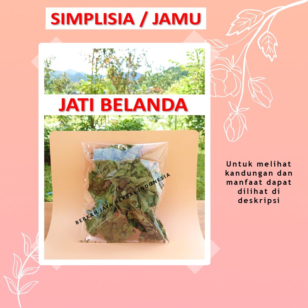 

Jati Belanda bahan Jamu godog godok rebus simplisia antioksidan