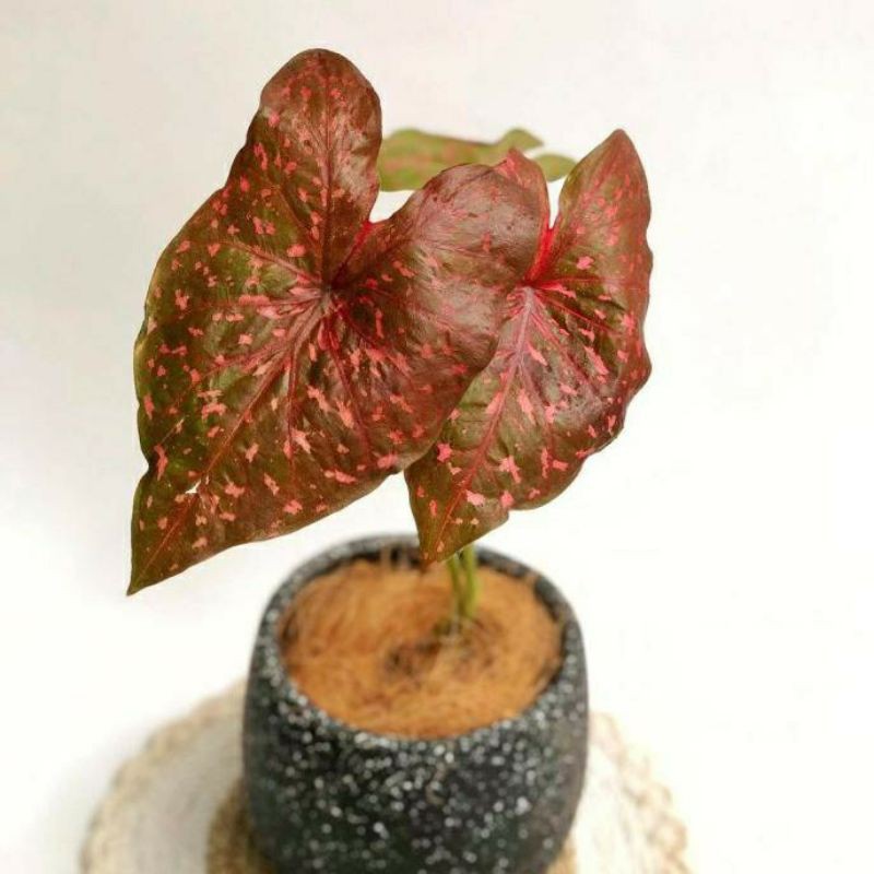 anakan keladi caladium thailand leopard