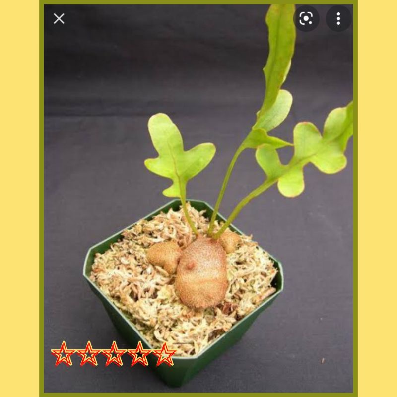 LECANOPTERIS CRUSTACEA BORNEO