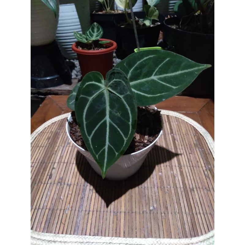 anthurium magnificum