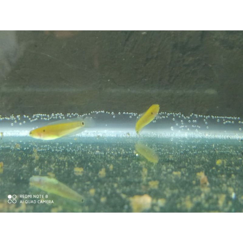 ikan Channa Asiatica RS