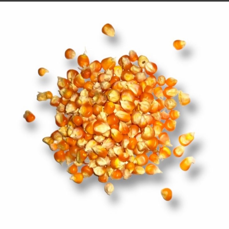 Jagung Popcorn mentah 500gr
