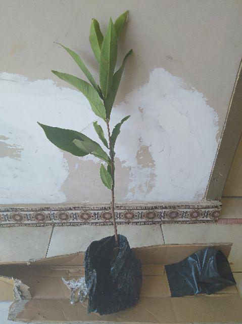 Tanaman Jambu Air Madu Deli Hijau (buy 1 Get 1)