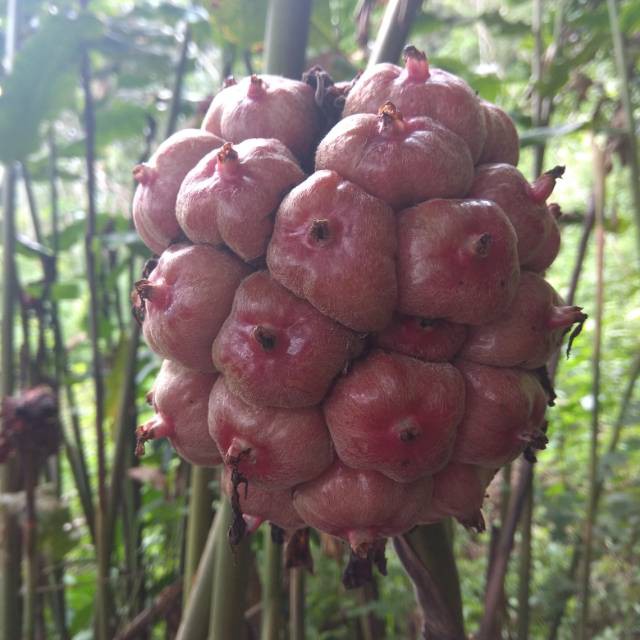 

HARGA GROSIR Buah Honje Segar 1kg Kecombrang (langsung petik) TERLARIS