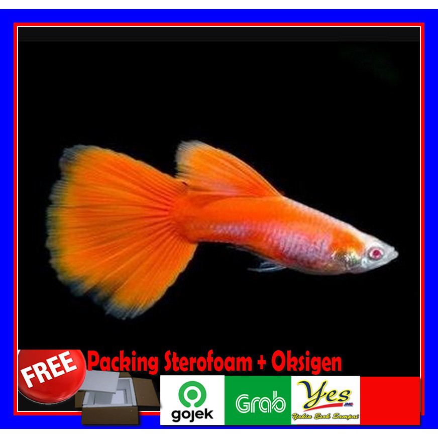 ikan guppy Red AFR Merah - ikan gepi - ikan gapi - ikan gupi