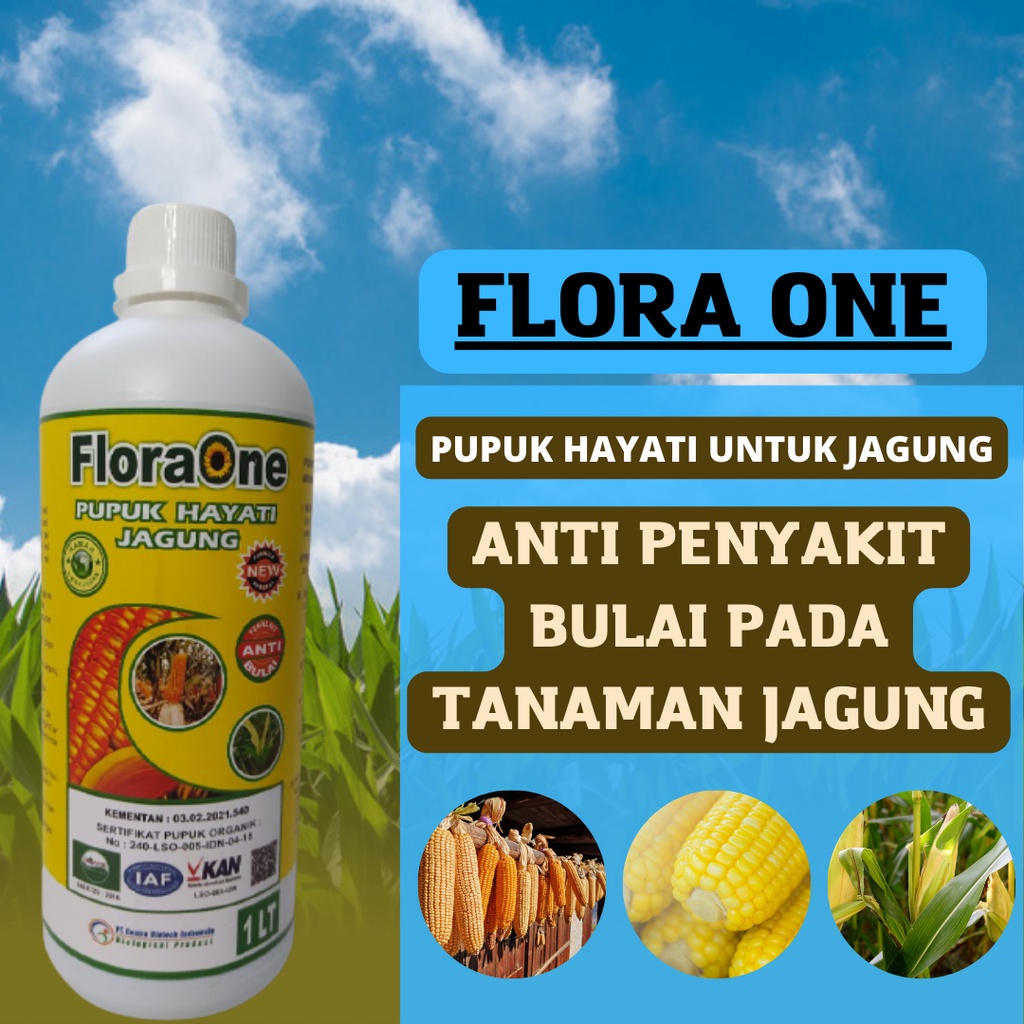 Floraone pupuk untuk jagung anti penyakit bulai, fungisida pupuk cair tanaman jagung manis, pupuk terbaik untuk jagung