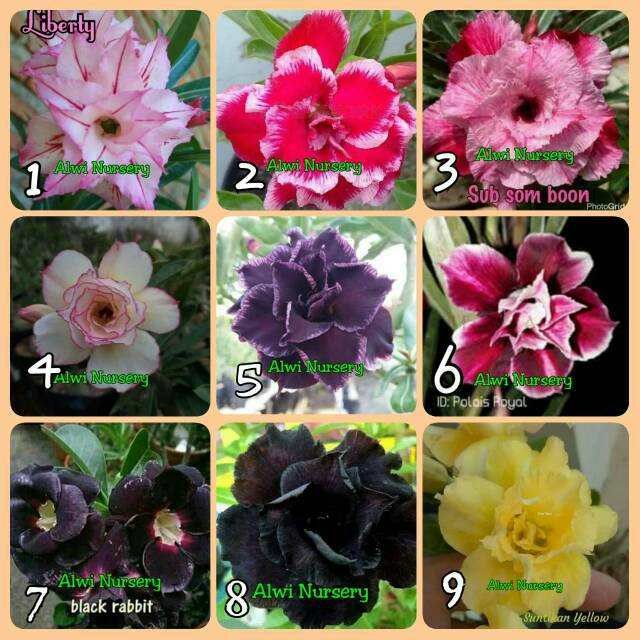 Bibit Bunga Kamboja Jepang Adenium Tumpuk Nomor 1 9 Shopee Indonesia
