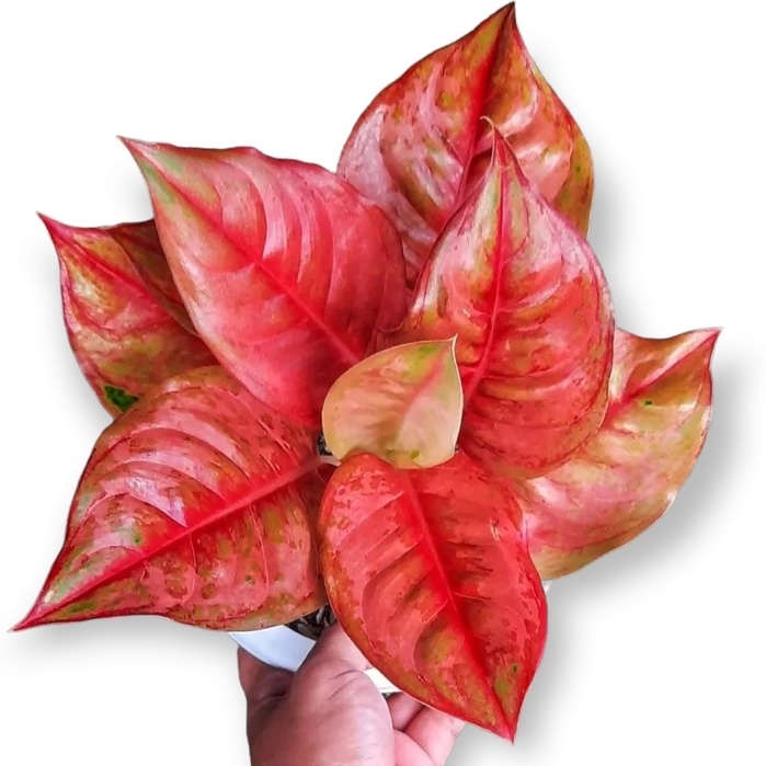 Aglonema LOD Mutasi Tanaman Aglonema Aglaonema Hias Aglonema Murah Anakan Aglonema Mutasi Menor