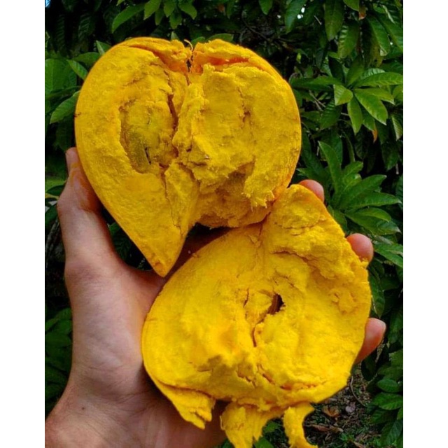 BIBIT SAWO MENTEGA /ALAKSA/JUMBO MURAH