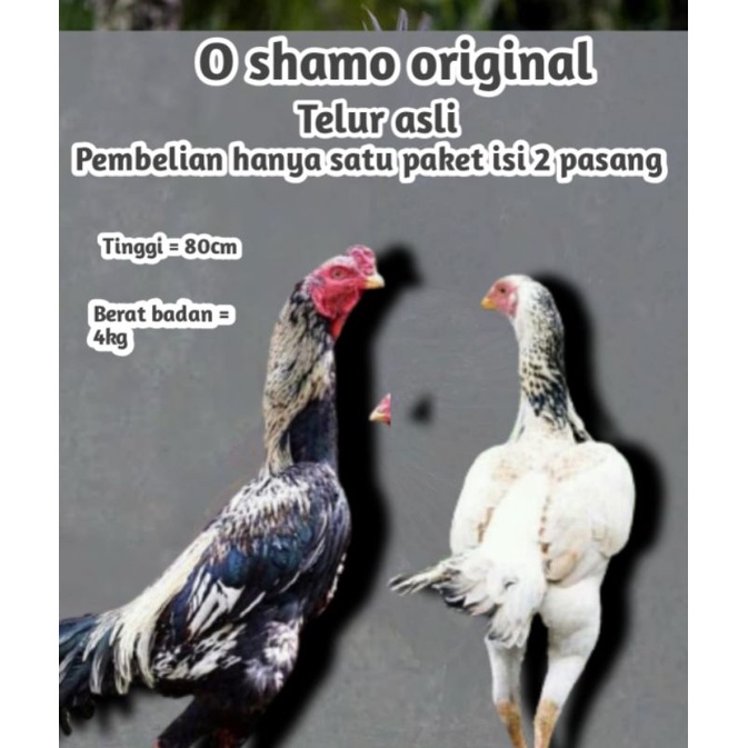 Telur ayam bangkok O Shamo Original
