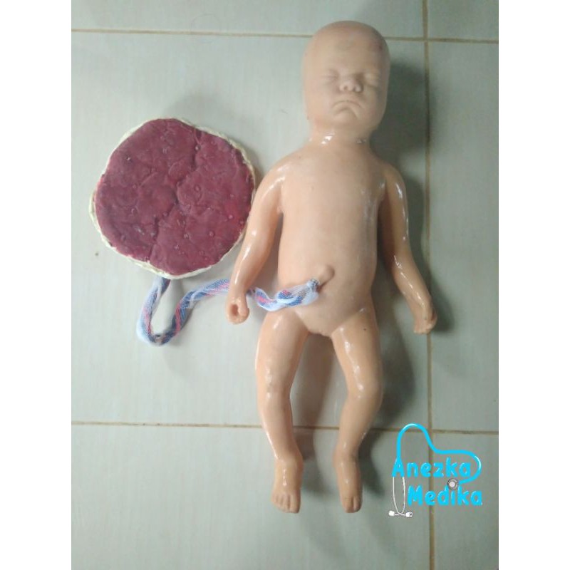PHANTOM / MANIKIN / BAYI PLASENTA SILICONE