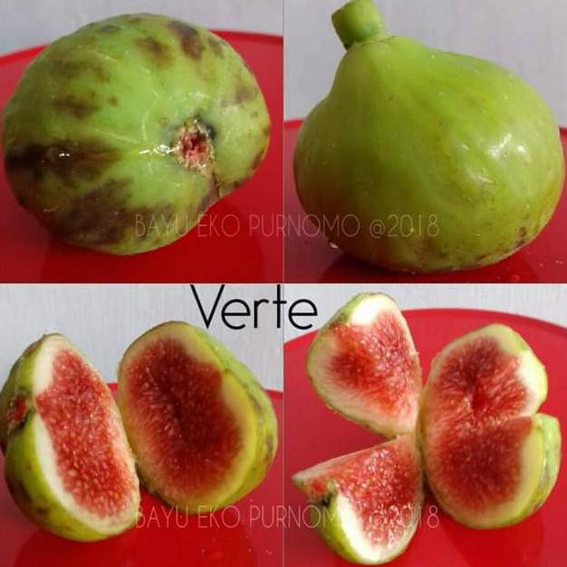 BLN BIBIT BUAH TIN VERTE FC