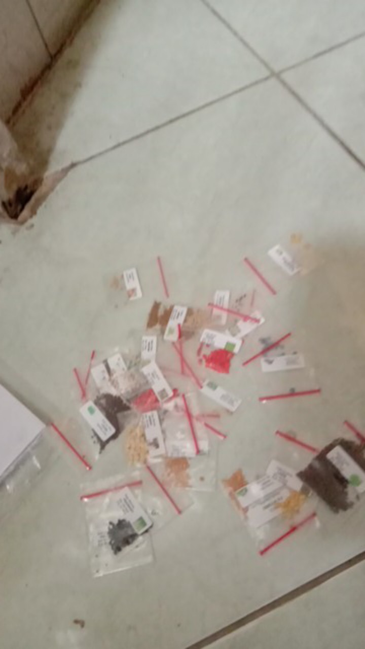 5 Biji - Benih Paprika Merah Red Star F1, Bibit Paprika F1 Cocok Disemua Dataran