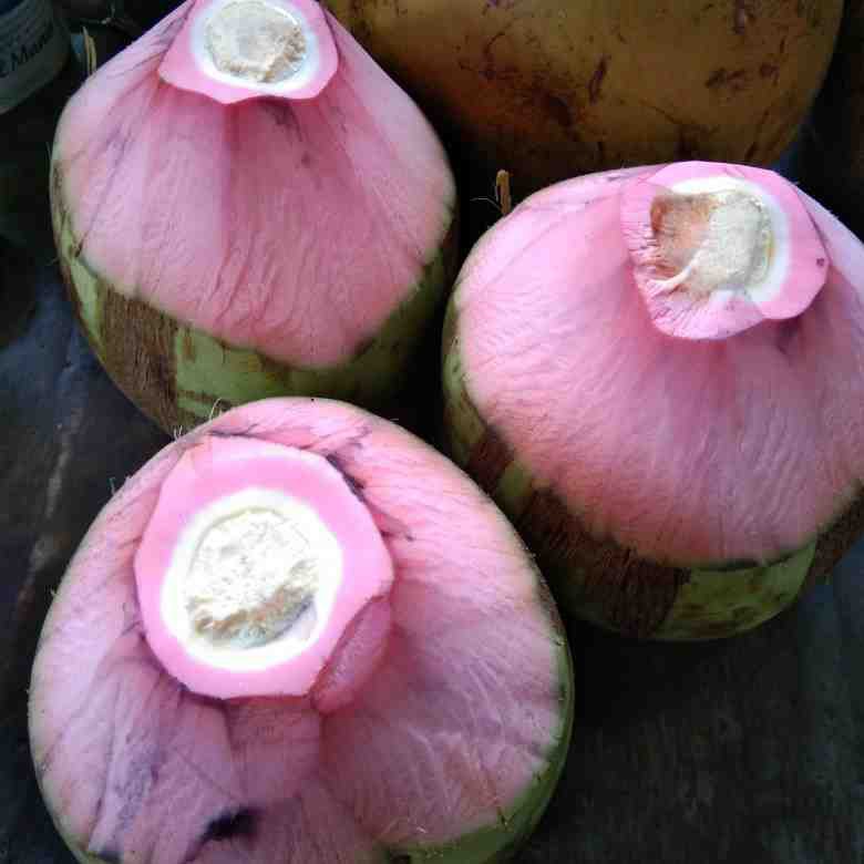 

Kelapa Ijo Wulung Asli Warna Pink Segar Setiap Hari