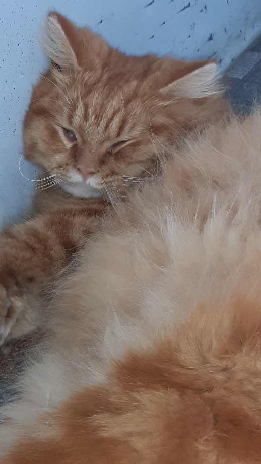 Wajan Set Induksi / Panci Set / 7pcs Cookware Set Supra - Turquoise