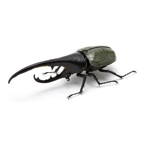 Hercules Grey RARE Rhino Beetle Kumbang Kabutomushi Ikimono Figure