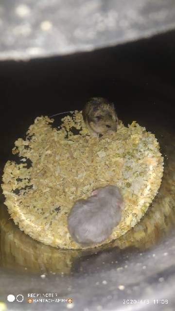 HAMSTER CAMPBLE INDUKAN BY HAMTACI HAMSTER FARM
