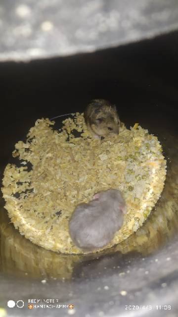 HAMSTER CAMPBLE INDUKAN BY HAMTACI HAMSTER FARM