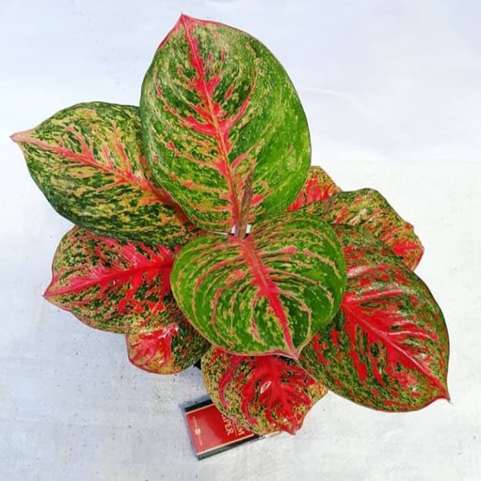 tanaman hias aglonema wulandari - pohon aglonema wulandari - aglonema