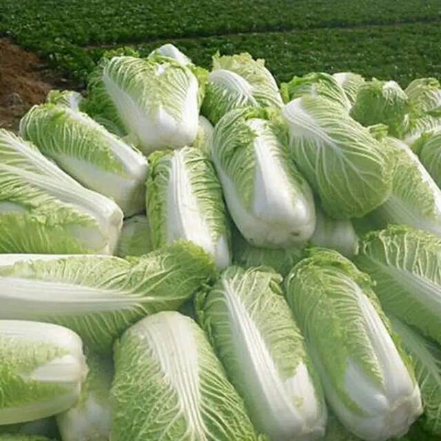 

Sawi Putih 1kg
