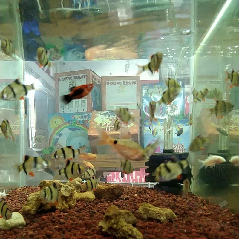 IKAN SUMATRA-IKAN HIAS