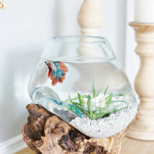 AKUARIUM IKAN CUPANG - SIZE XL / AQUASCAPE / AQUARIUM UNIK