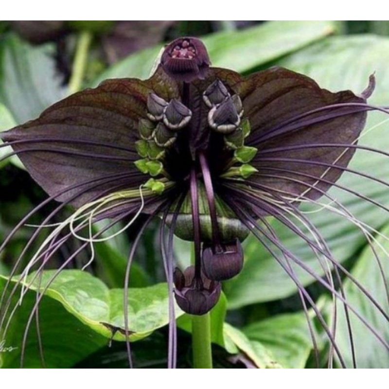 Anggrek hitam klelawar dewasa