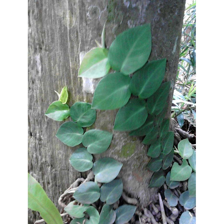 Paling Populer 21 Gambar Daun Di Tembok Richa Gambar Paling Populer 21 Gambar Daun Di Tembok Richa Gambar