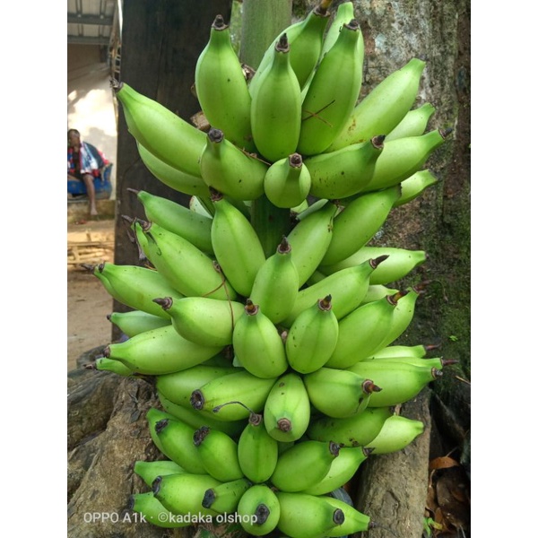 

Pisang Muli Fresh 1 Kg Pisang Muli Mentah 1 Sisir Buah Pisang Muli